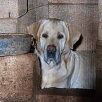 Labrador maschio