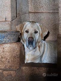 Labrador maschio