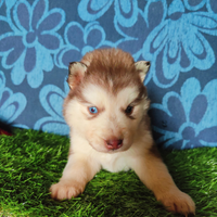 Cucciole husky