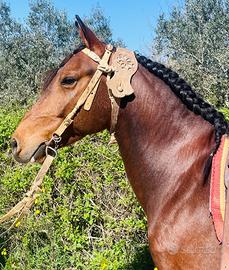 Cavallo castrone quarter x criollo