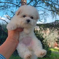 Vendo cuccioli bichon frise'