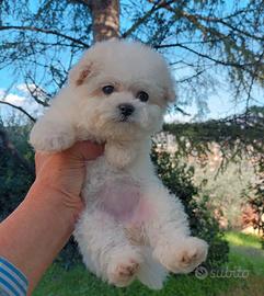 Vendo cuccioli bichon frise'