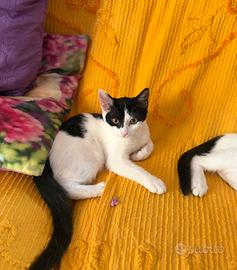 Gattina bianca e nera femmina a Roma