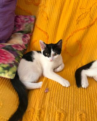 Gattina bianca e nera femmina a Roma