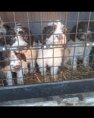 Cani da tartufo