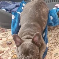 Cucciolo di Bul dog francese Blu