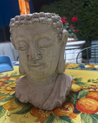 Testa budda porta pianta