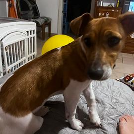 Cucciola di Jack Russel