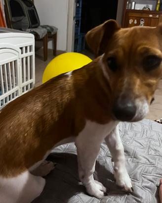 Cucciola di Jack Russel