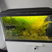 acquario CAYMAN 80