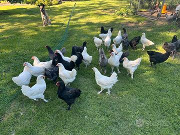 Galline di razza
