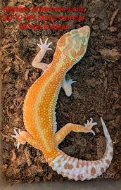 Geco leopardino wy