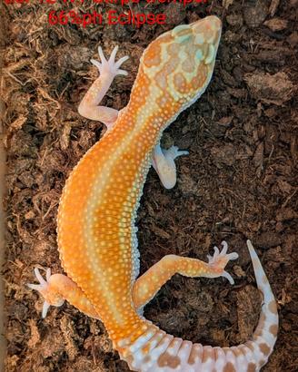 Geco leopardino wy