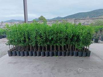 🌿 Agrumi Siciliani – Mix di 100 piante a scelta