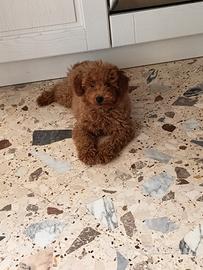 Cucciolo Barboncino