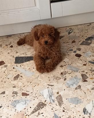Cucciolo Barboncino