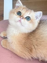 Cucciolo di British Shorthair Golden