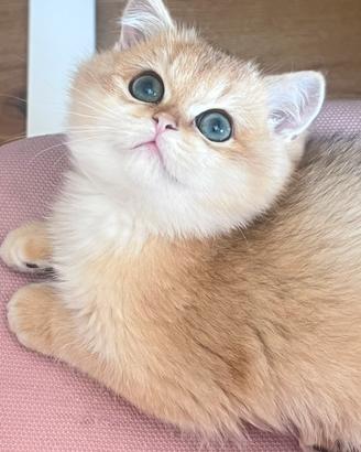 Cucciolo di British Shorthair Golden