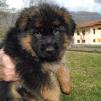 Cuccioli pastore tedesco - pedigree