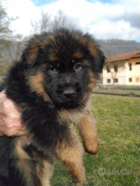 Cuccioli pastore tedesco - pedigree
