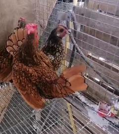 Sebright galline