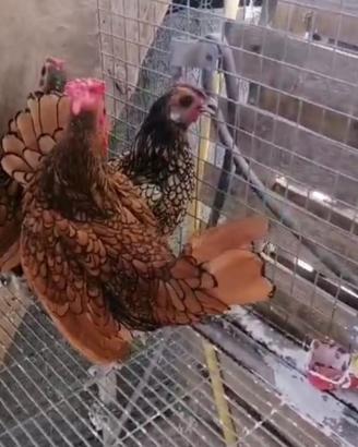 Sebright galline