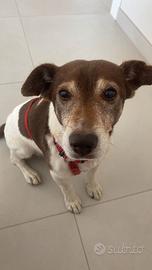 Femmina di Jack Russell per cucciolata