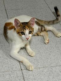 Gattina