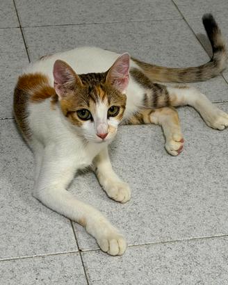 Gattina