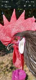 Coppie gallo gallina valdarno nera