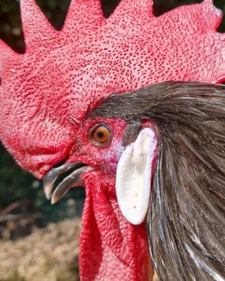 Coppie gallo gallina valdarno nera