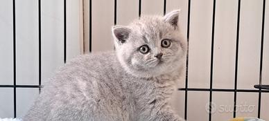 Maschio british shorthair