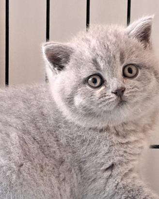 Maschio british shorthair