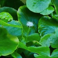 5 talee di hydrocotyle leucocephala 
