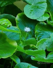 5 talee di hydrocotyle leucocephala 
