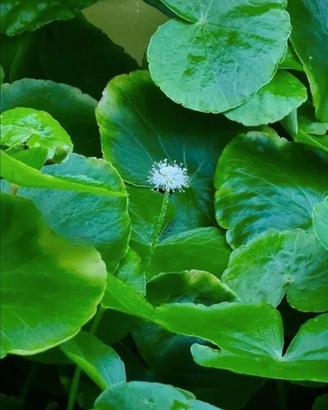 5 talee di hydrocotyle leucocephala 