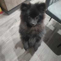 Volpino di Pomerania