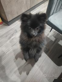 Volpino di Pomerania