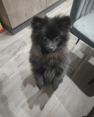 Volpino di Pomerania