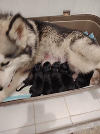 Cuccioli di Husky