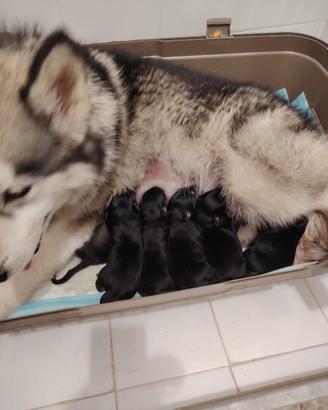 Cuccioli di Husky