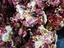 Immagine 4