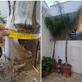Alberi per giardino
