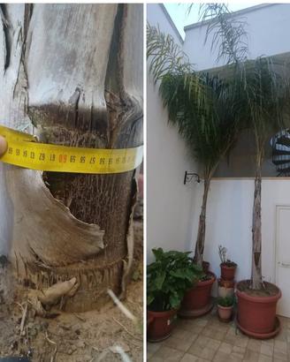 Alberi per giardino