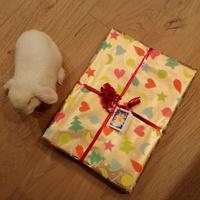 Coniglietta Minillop 6 mesi