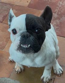 Bulldog francese femmina