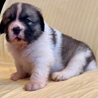 Cuccioli mastino dei Pirenei