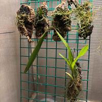 collezione orchidee uniche 