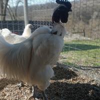 Galline Ga H'Mòng collonudo