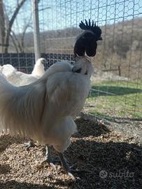 Galline Ga H'Mòng collonudo